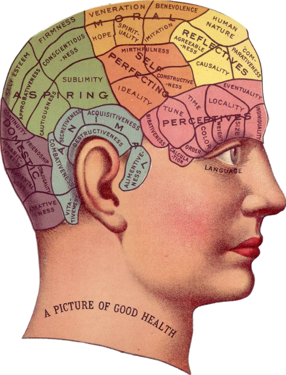 Lo stupefacente cervello della donna